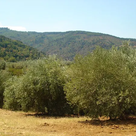 Gli Ulivi Di Serraudo San Giorgio Albanese